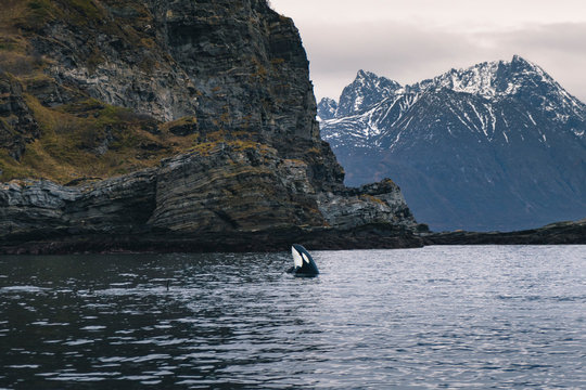 Breaching orca