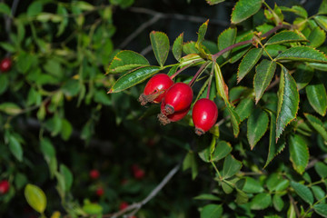 Red Dogrose berries against the background leaves. Ripe Dogrose Berries. Rosehip closeup. Soft selective focus.
