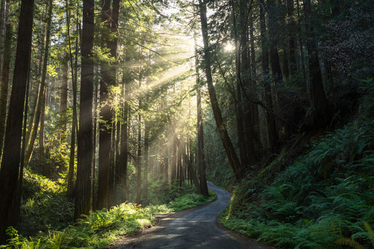 A road winds through a grove of redwood trees with sunbeams