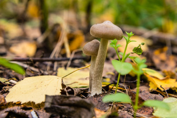 poisonous mushrooms in the woods