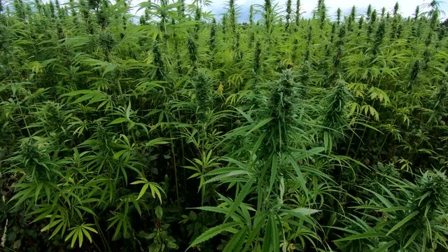4k rotating view of industrial cannabis plantation field