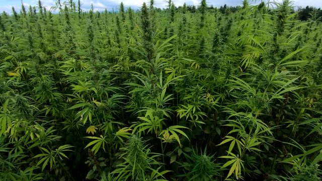4k forward down pan view of medical cannabis field