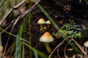 poisonous mushrooms in the woods