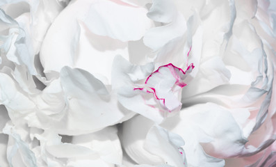 Fototapeta na wymiar white flower petals with a fine pink edge