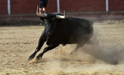 toro español en plaza  de toros