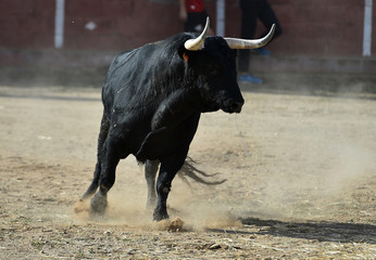 toro español en plaza  de toros