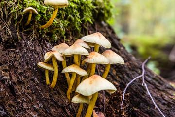 poisonous mushrooms in the woods
