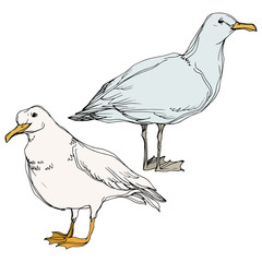 Vector Sky bird seagull in a wildlife. Black and white engraved ink art. Isolated seagull illustration element.