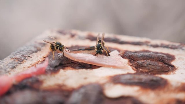 Two wasps cut through meat and fly away with a piece.