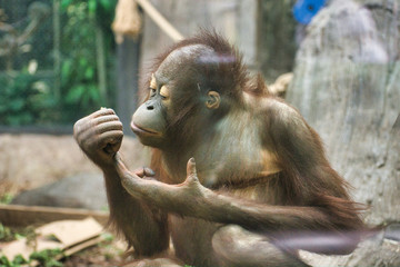 BORNEAN ORANGUTAN Baby. Young PONGO PYGMAEUS PYGMAEUS infant monkey. Playing, eating, foraging without parent. Isolated baby monkey. Small colorful orangutan