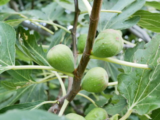 Green Fig berries on a branch with leaves on a Sunny summer day. Tropical fruits on the branches. Vegetarian food.