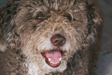 dog lying hairy smile foreground brown eyes