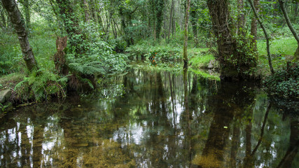 Un rio atravesando un bosque, paisaje de Galicia, España. 