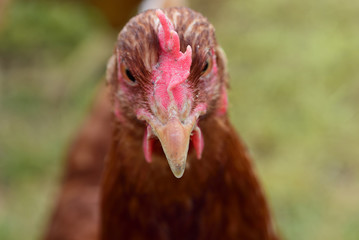 Close up of a brown chicken from the front in front of green meadow outdoors