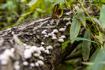 mushrooms on a felled tree