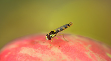 A little hoverfly sits on a red apple in front of green background