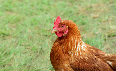 A brown chicken comes from the side on a green fresh meadow