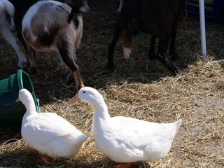 Inquisitive Two Duck