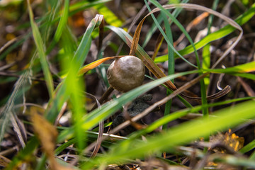 poisonous mushrooms in the woods