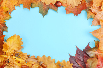 Naklejka na ściany i meble Frame composed of colorful autumn leaves on blue background. Autumn mockup with copy space for your design. Flat lay style.