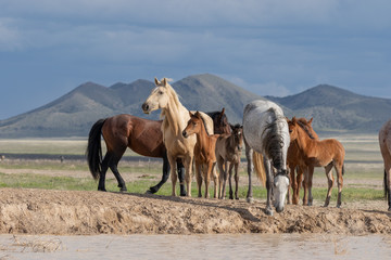 Fototapeta na wymiar Wild horses Drinking at a Desert Waterhole in Utah