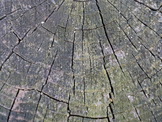 Rustic Wood Texture Backgrounds