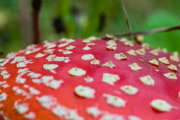 red toadstool in the woods © Piotr_Kardas