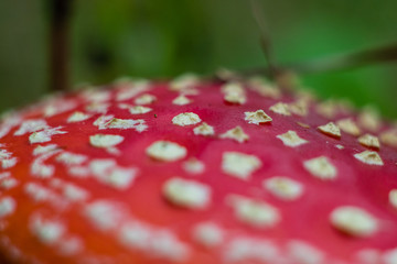 red toadstool in the woods © Piotr_Kardas