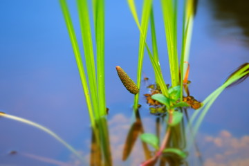 Wasserpflanze im Teich 