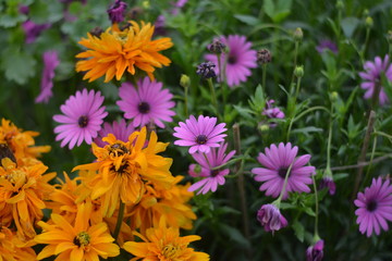 Most Beautiful Flowers