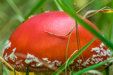 red toadstool in the woods © Piotr_Kardas
