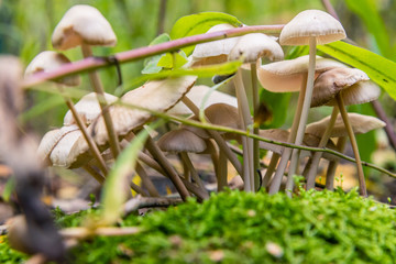 poisonous mushrooms in the woods