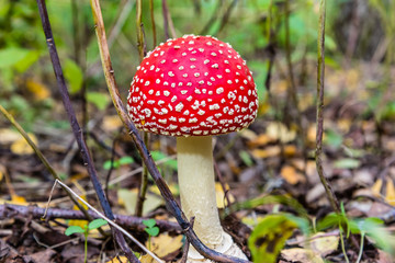 red toadstool in the woods © Piotr_Kardas