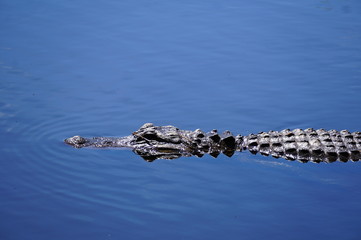 Aligator im Wasser
