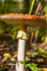 red toadstool in the woods © Piotr_Kardas
