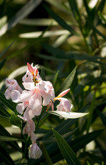 delicate pink oleander flowers in the sunshine closeup place under text