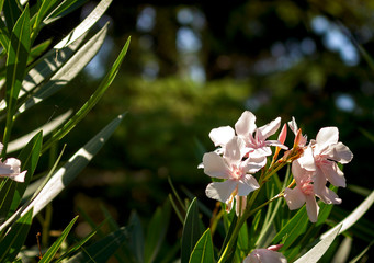 delicate pink oleander flowers in the sunshine closeup place under text