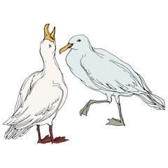 Vector Sky bird seagull in a wildlife. Black and white engraved ink art. Isolated seagull illustration element.