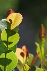 Nahaufnahme farbiger Bl&auml;tter 