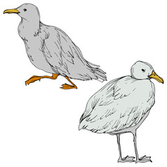 Vector Sky bird seagull in a wildlife isolated. Black and white engraved ink art. Isolated seagull illustration element.