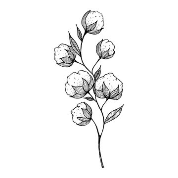 hand-drawn blooming cotton flowers. Sketch Drawn in black pen. Isolated on a white background. Trace to vector. Black and white design. Monochrome vintage vector illustration