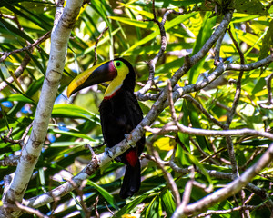 Fototapeta premium toucan on branch