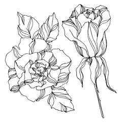 Vector Roses floral botanical flowers. Black and white engraved ink art. Isolated rose illustration element.