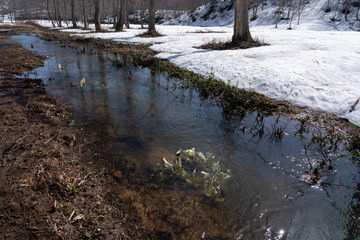 小川に咲く水芭蕉
