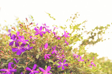 Naklejka na ściany i meble Purple princess flower, Glory flower or Tibouchina Urvilleana in full bloom