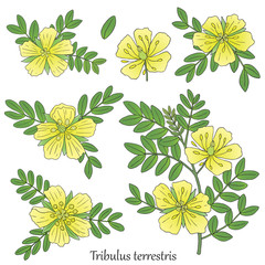 Gokshura tribulus-01