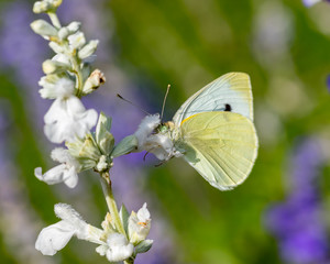 Beautiful European Cabbage White butterfly feeding on nectar of white wildflowers in garden on a sunny fall day