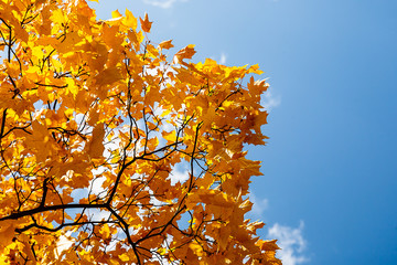 autumn leaves maple against the blue sky