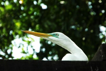 Obraz premium Amazon heron 