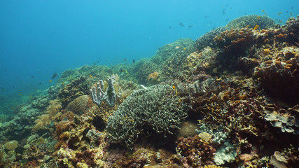 Naklejka na ściany i meble The underwater world of coral reef with fishes at diving. Coral garden under water, Philippines, Camiguin.